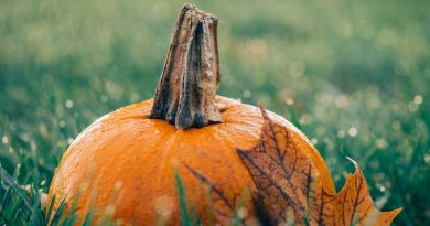 garden-pumpkin-fall
