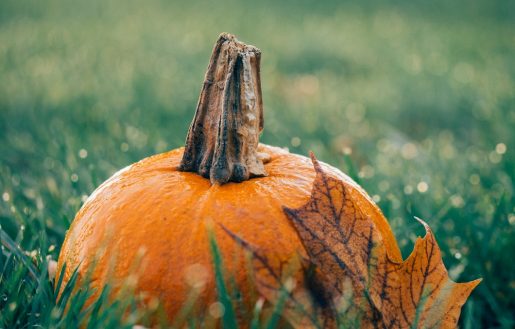 garden-pumpkin-fall