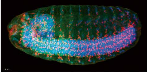 Snapshot of eye development in the fruit fly