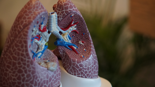 lung-model-photo