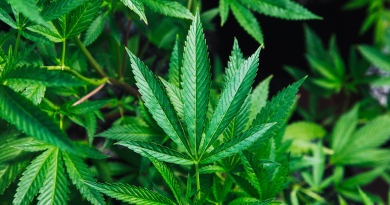 marijuana-plant-photo