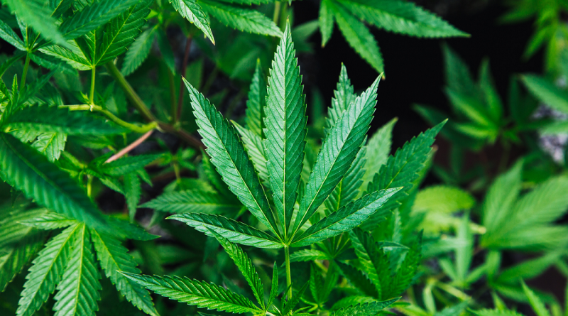 marijuana-plant-photo