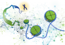 Scientists answer a 20-year-old question in epigenetics