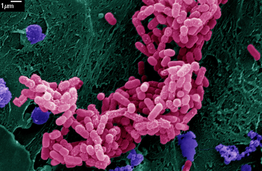 Image Of The Month E Coli Bacteria Growing On Mini Guts