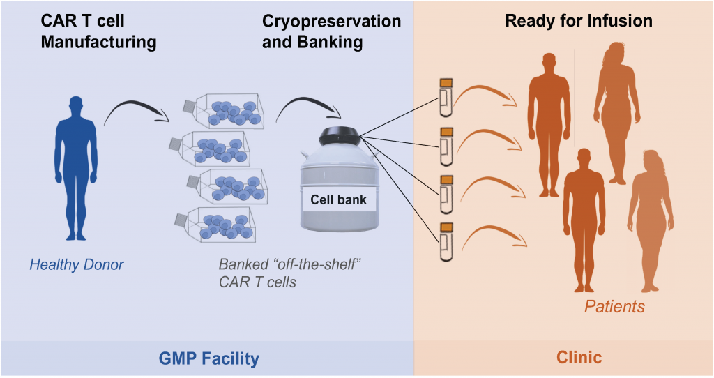 Fighting cancer with rejectionresistant, ‘offtheshelf’ therapeutic T