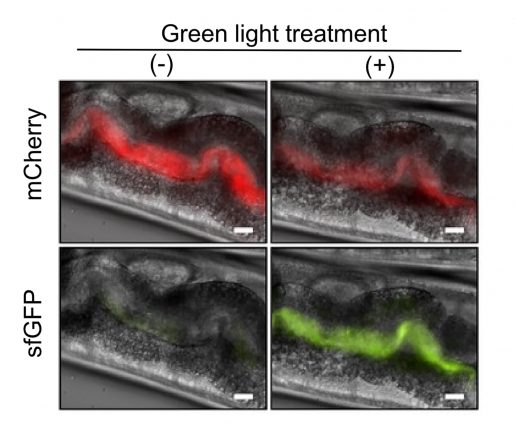 Light-responsive bacteria fed to worms are visible in images of the worms’ gastrointestinal tracts. Engineers programmed the bacteria to produce a red fluorescent protein called mCherry so they would be easy to see under a microscope. When exposed to green light, the bacteria also produce a green fluorescent protein called sfGFP, which causes them to glow green. When exposed to red light, they do not produce the green protein. Worms in the left column were treated with red light. Worms in the right column were treated with green light. (Image courtesy of Jeff Tabor/Rice University; eLife, 2020.)