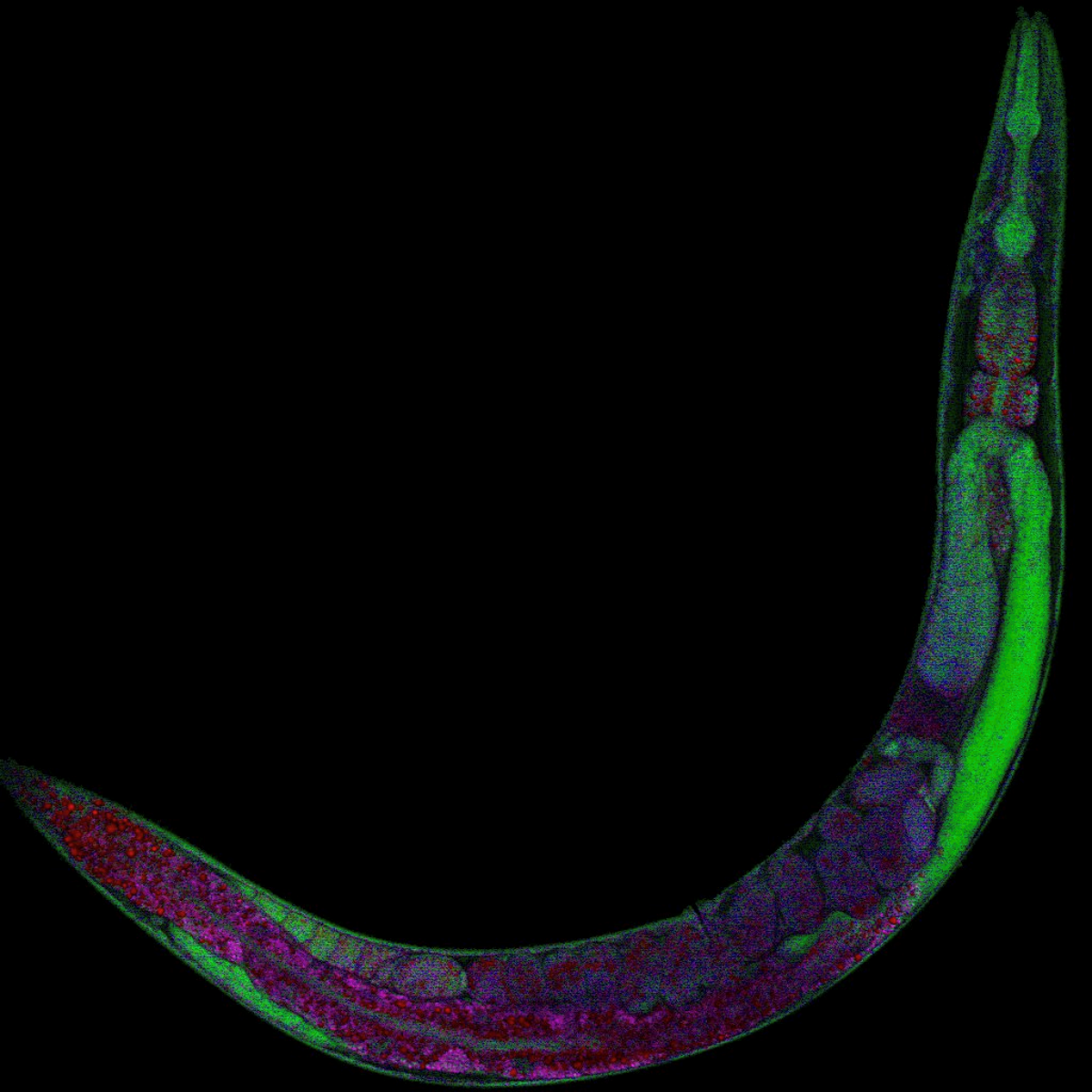 Image of the Month: The laboratory worm, C. elegans