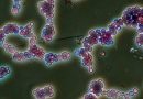 A fungus full of surprises – Candida albicans reveals how it colonizes the gut