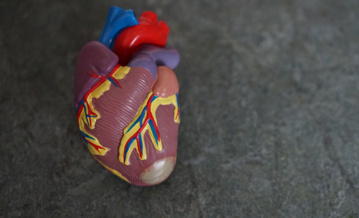 3D-model-heart