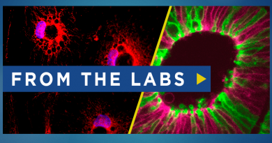 From the Labs is calling for image and video submissions!