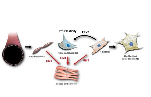 Using endothelial cell plasticity to improve fibroblast reprograming efficiency. Image courtesy of the authors/created by Scott Holmes, C.M.I.