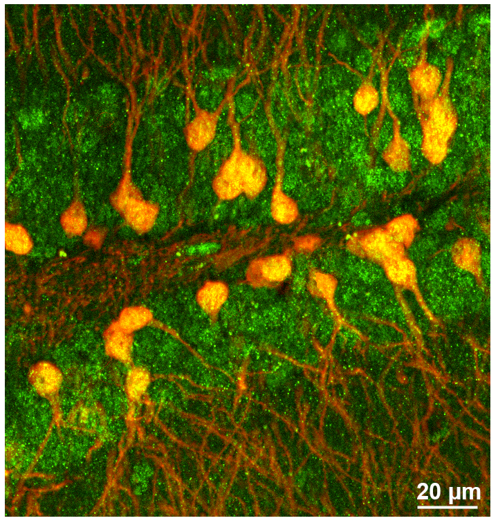 From The Labs Image of the Month
