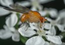 Alzheimer’s disease affects an organism as a whole