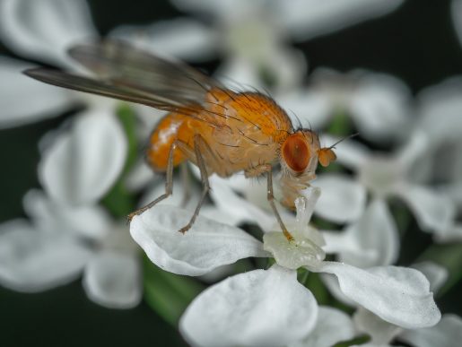 Fruit Fly Identification, Habits & Behavior