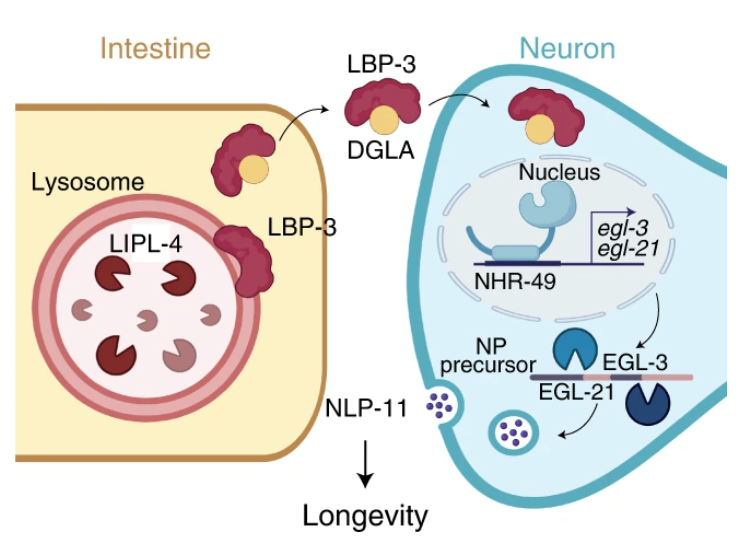 Talking About Aging Lysosomes Have Something To Say