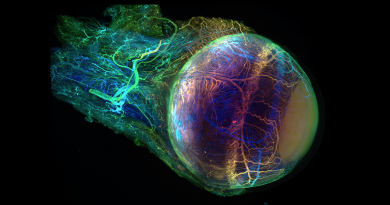 A mouse eye that was rendered optically transparent with EZ Clear. The eye is made up of a glowing rainbow of colors.