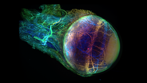 A mouse eye that was rendered optically transparent with EZ Clear. The eye is made up of a glowing rainbow of colors.