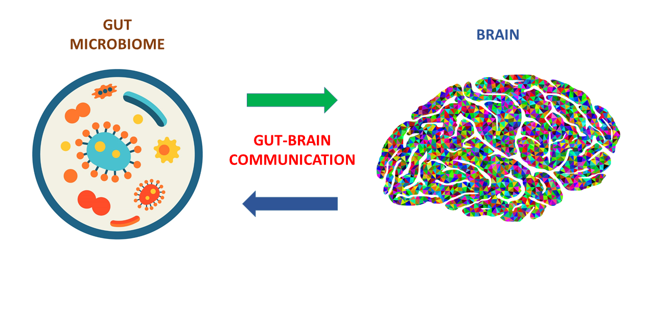 A Novel Powerful Tool To Unveil Communication Between Gut Microbes And The Brain