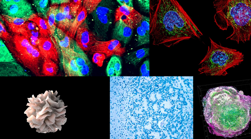 A collage of microscopic images of different human cells.