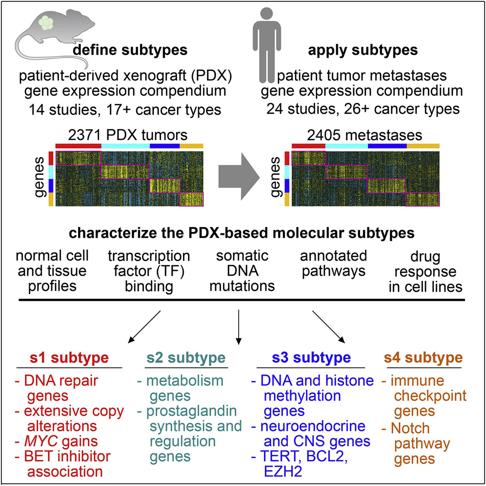 Metastatic Cancer Cells Reveal Potential Vulnerabilities With ...