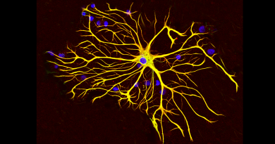 Astrocytes mediate deficits in learning and memory triggered by social isolation