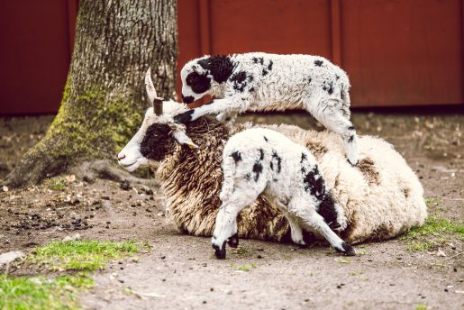 A black and white adult goat with two black and white baby goats. 