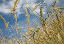 A close-up image of a field of wheat with a blue sky behind it.