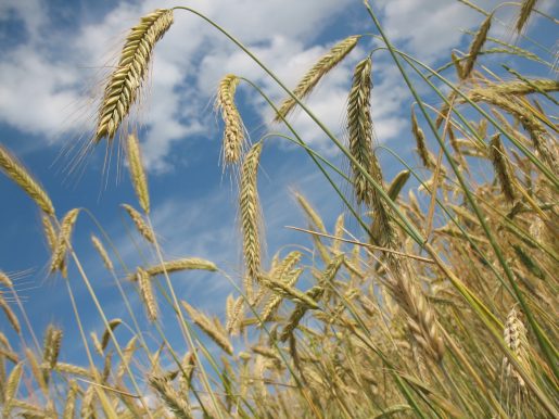 A close-up image of a field of wheat with a blue sky behind it.