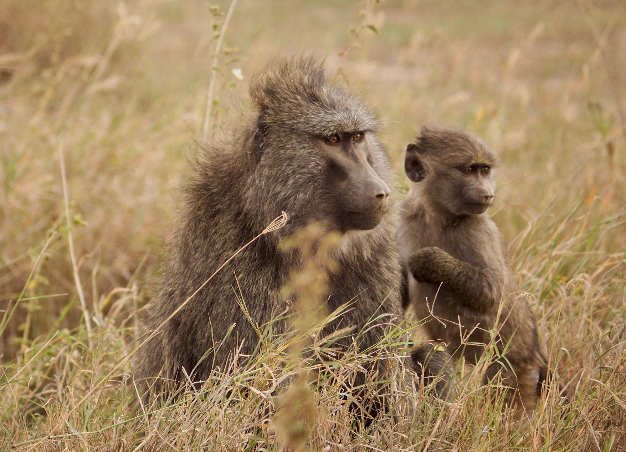 Major primate genome sequencing studies reveal new insight into ...