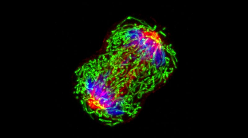 A breast cancer cell dividing. Tubulin is shown in red, mitochondria in green and chromosomes in blue. National Cancer Institute/Wei Qian.