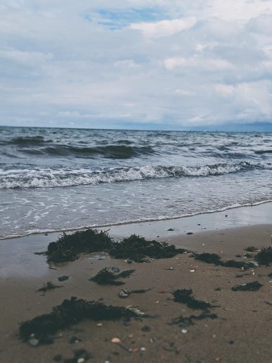 Close up of seaweed washed up on beach. 