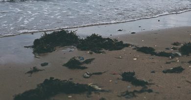 Close up of seaweed on beach.