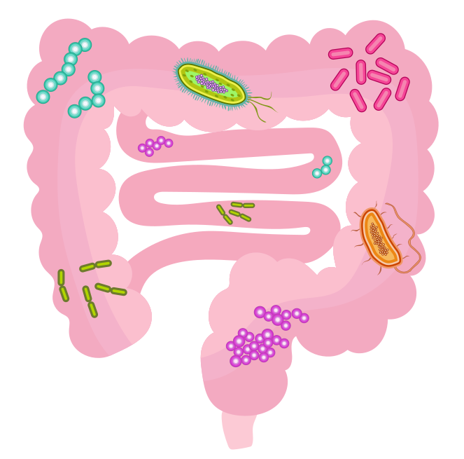 Research connecting gut bacteria and oxytocin provides a new mechanism ...