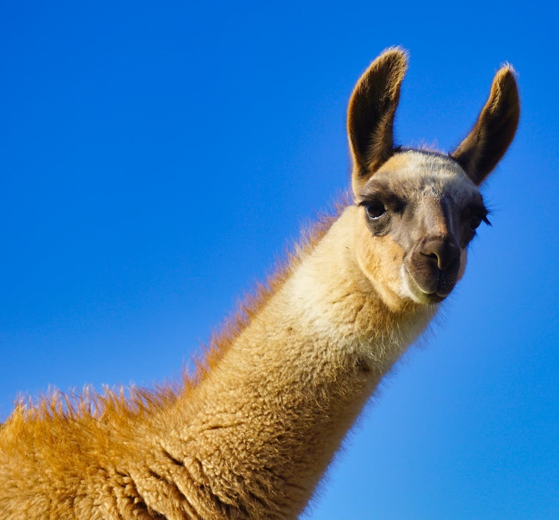 Llama power: can tiny llama nanobodies improve norovirus anti-viral