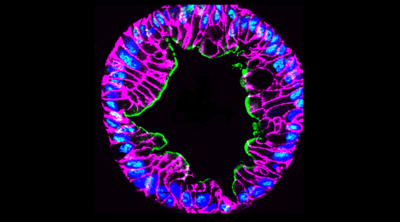Confocal microscopy image of a human intestinal enteroid.