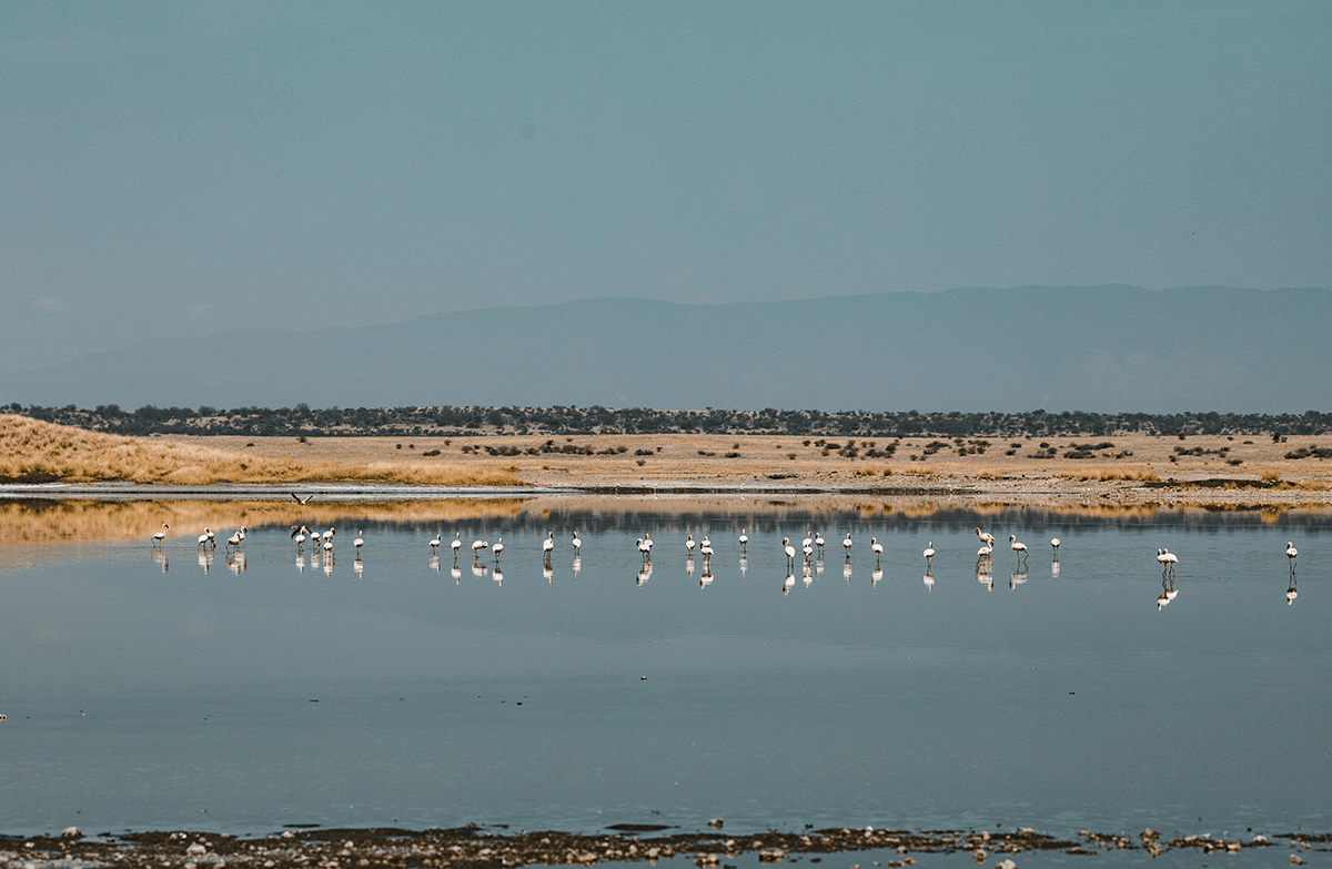 A flamboyance of flamingos standing in a small lake with scrublands and a mountain range in the background.