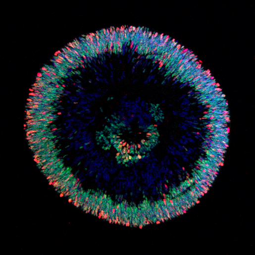 A model of the human retina grown in the lab