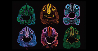 Image of the Month: Faces of embryo development