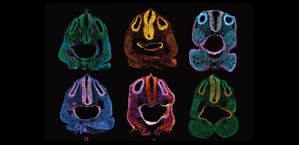 Faces of embryo development.