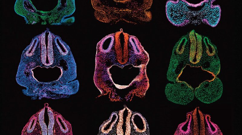 Nine colorful images resembling human faces