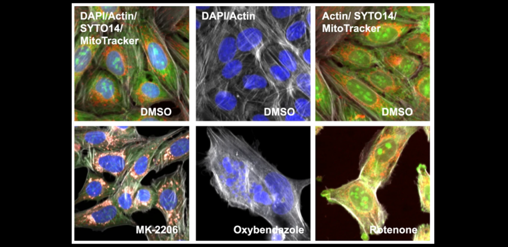 SPACe: A new open-source platform that supports large imaging data ...