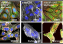 SPACe: A new open-source platform that supports large imaging data analysis on standard computers