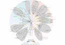 Mapping functional relations among proteins and genes helps illuminate their role in cancer