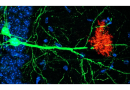 Image of the Month: Astrocytes, neurons and memory