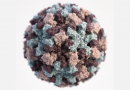Breakthrough in human norovirus research: scientists overcome major obstacle to grow and study the virus