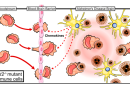 FROM THE LABS: An unexpected potential benefit of blood stem cells