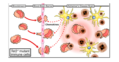 FROM THE LABS: An unexpected potential benefit of blood stem cells