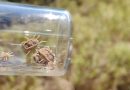 Getting to know soft ticks better, one chromosome at a time