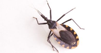 Close up of a Kissing bug which can carry chagas disease vector triatomine;