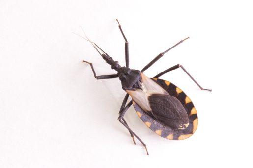 Close up of a Kissing bug which can carry chagas disease vector triatomine;